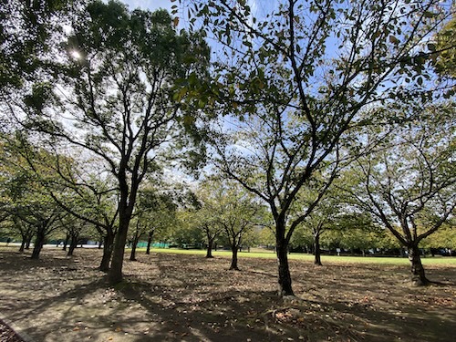 浦安市 高洲中央公園